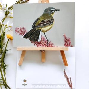 NIEUW ! Ansichtkaart. Titre : Gele kwikstaart op zuring. (bergeronnette printanière vogel postcrossing)