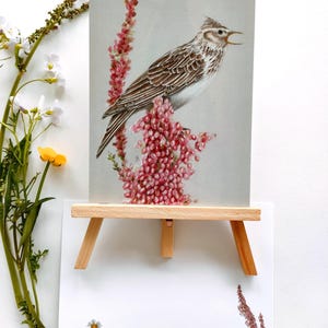 NIEUW ! Ansichtkaart. Titre : Veldleeuwerik op zuring. (alouette vogel postcrossing)