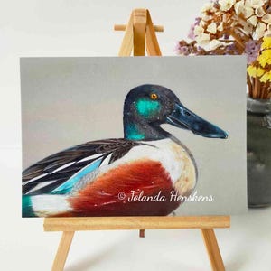 NIEUW! Ansichtkaart SLobeend (wenskaart eend vogel dier natuur postcrossing illustratie)