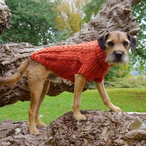 May include: A brown and tan terrier dog wearing a bright orange knitted sweater stands on a tree trunk. The dog is looking directly at the camera.