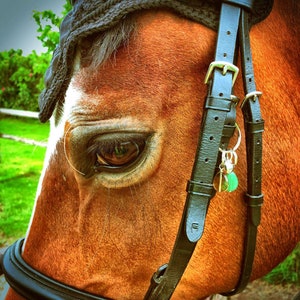 May include: Close-up of a brown horse's eye with a black leather bridle and a green charm attached.