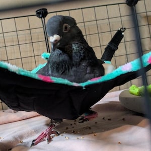 May include: A black pigeon rests in a black, teal, and pink hammock inside a cage. The bird has dark feathers and a white beak. The hammock is suspended by black straps. The bird's pink feet are visible.