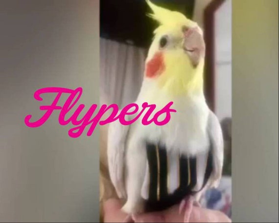 african cockatiel bird