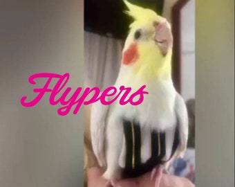 Maat 2 Vogel 60g – 100g Conure Luier Vlieger voor Lori's, Oranjevoorhoofdparkieten, jonge Valkparkieten, Kakariki's, Spreeuwen (klein) tuigje
