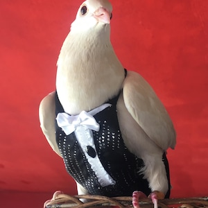 pigeon diapers
