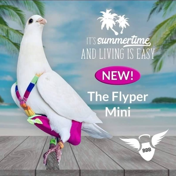 Fantail Size 16 Flyper Mini Pigeon Diaper new almost naked design for birds Pigeon Size/King/Runt/Modena/Capuchin harness with leash ring