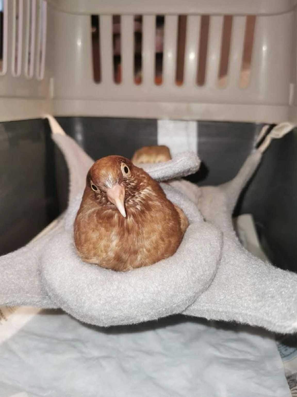 Bird anti plucking vest Canada