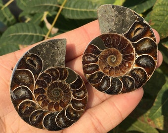 1PC Natural Rare Ammonite Fossil Conch,Crystal Quartz Fossil Conch,Reiki Heal,Home Decoration,From Madagascar From Madagascar,Crystal Gifts