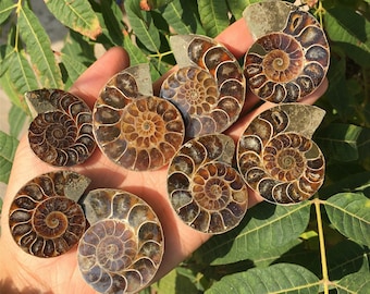 1PC Natural Rare Ammonite Fossil Conch,Crystal Quartz Fossil Conch,Reiki Heal,Home Decoration,From Madagascar From Madagascar,Crystal Gifts