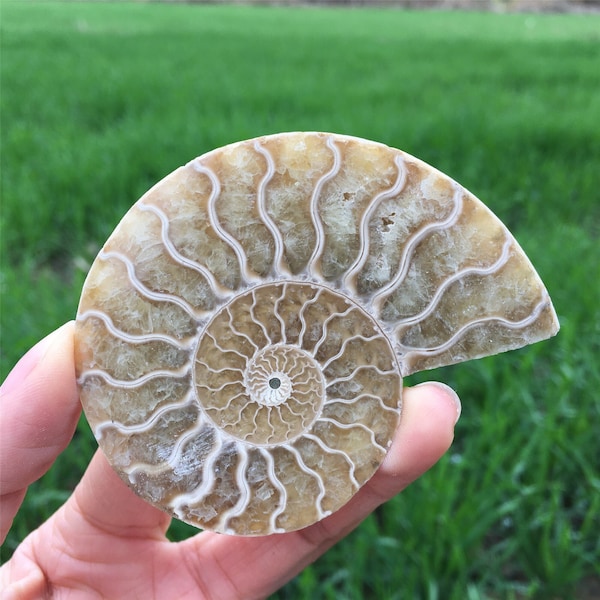 40g+Natural Rare Ammonite Fossil Conch,Quartz Crystal Fossil,Fossil Specimen,Home Decoration, Reiki Healing,From Madagascar,Crystal Gift
