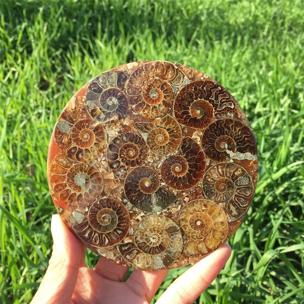 100g + spécimen de conque fossile de disque de cristal de quartz d'ammonite naturelle, spécimen minéral, guérison du cristal, décoration de la maison, cadeau en cristal 1PC