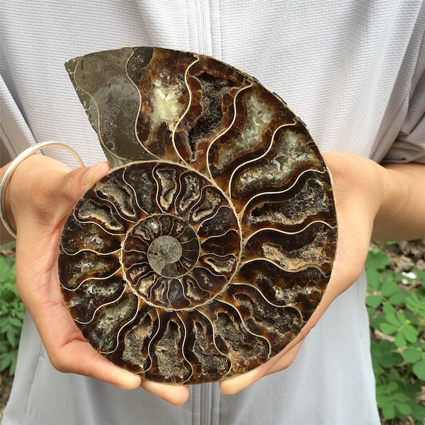 1PC 400g+ Natural Rare Ammonite Fossil Conch,Quartz Crystal Fossil,Fossil Specimen,Crystal Gifts,Reiki Heal,From Madagascar,Crystal Heal