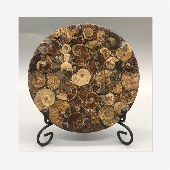Stand 1PC 100G+ Natural Ammonite Disc Fossil Conch Specimen Healing 