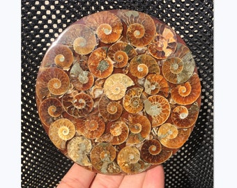 100g+ Natural Ammonite Quartz Crystal Disc Fossil Conch Specimen,Mineral Specimen,Crystal healing,Home Decoration,Crystal Collection 1pc