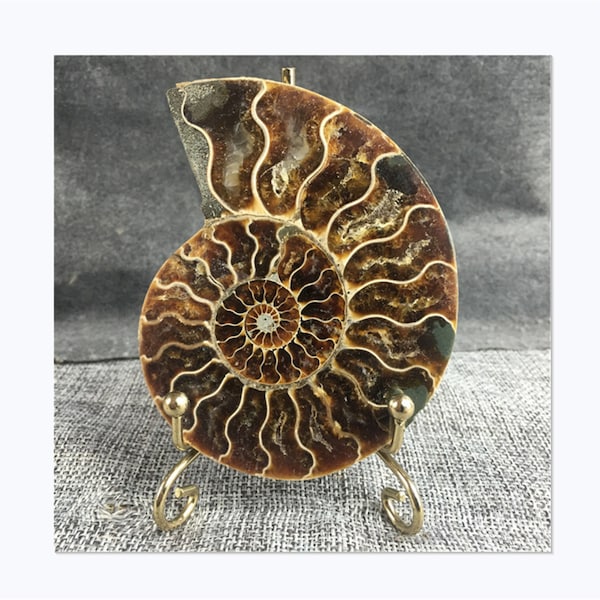 80g+ Natural ammonite fossil,Fossil specimen,Home decoration,Reiki healing,Rare ammonite fossil,snail fossil,crystal fossil,fossil conch