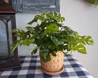 Artificial Monstera Plant in Terra Cotta Pot | Faux Tropical Greenery | Modern Farmhouse Home Decor