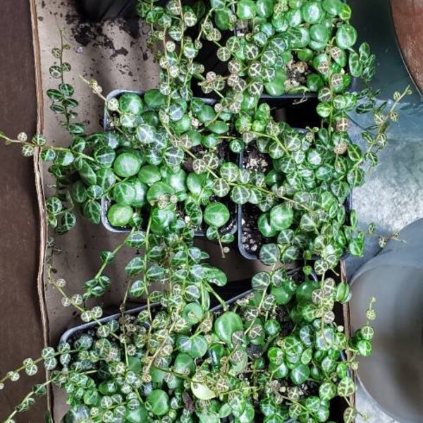 Cadena de Tortugas 2.5"