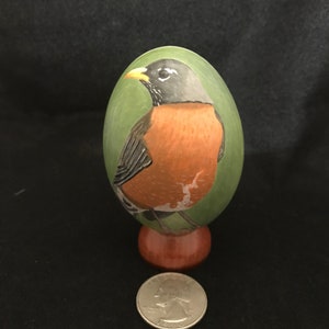 American Robin