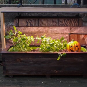 Puede incluir: Una jardinera de madera con una luz de crecimiento y una pequeña calabaza en su interior. La jardinera está llena de plantas verdes y mantillo marrón.
