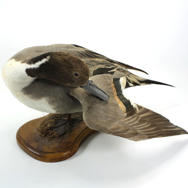 Northern Pintail Duck (Drake) Vintage Taxidermy Bird Specimen