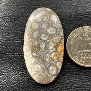 Cabochon de pierres précieuses de corail fossile naturel 46x24x5 mm en vrac semi-précieuses pierres précieuses de corail fossile en gros Cabochon de bijoux en fil métallique