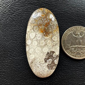 Cabochon de pierres précieuses de corail fossile naturel 50x24x5 mm en vrac semi-précieuses pierres précieuses de corail fossile en gros Cabochon de bijoux en fil métallique