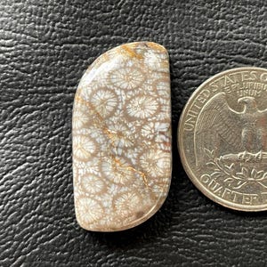 Coral fóssil natural de 33x16x7 mm, coral fóssil, coral fóssil sofisticado, cabochão de coral fóssil, cabos de coral fóssil, coral fóssil solto