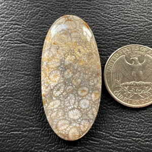 Cabochão de coral fóssil natural 47x22x5 mm formato oval, cabochão com desconto, pingente de prata