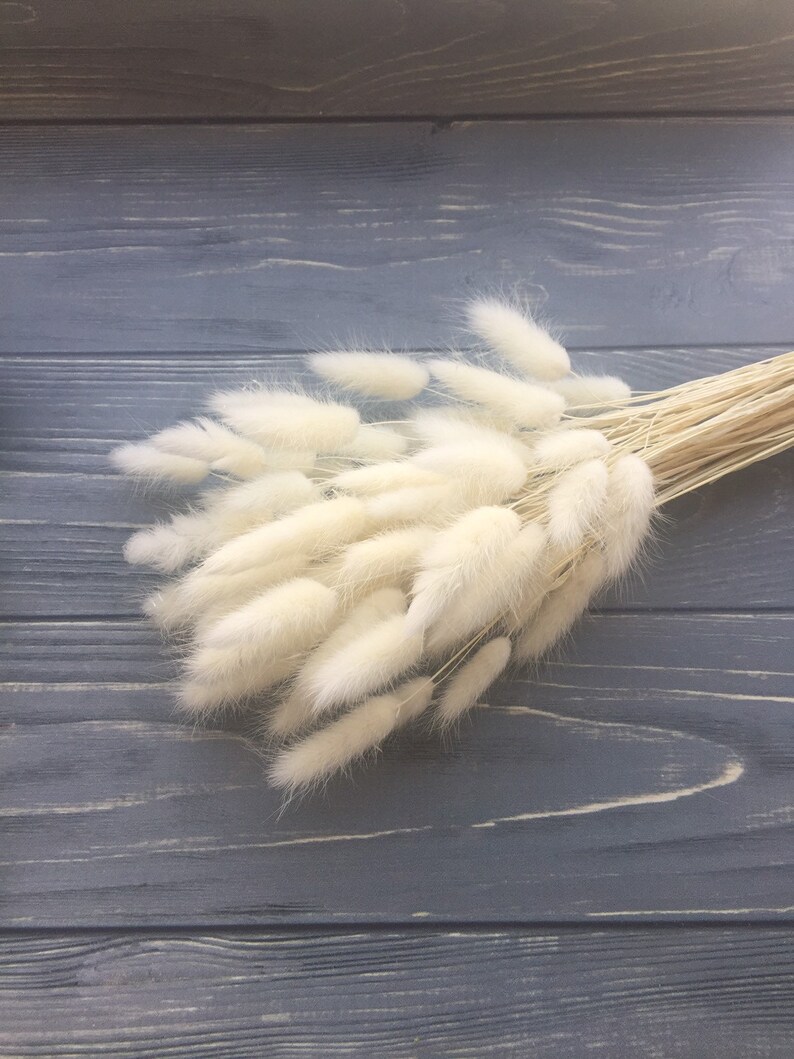 60 PCS Bunny Tail Grass Dried Natural Lagurus Flower Bunches Etsy