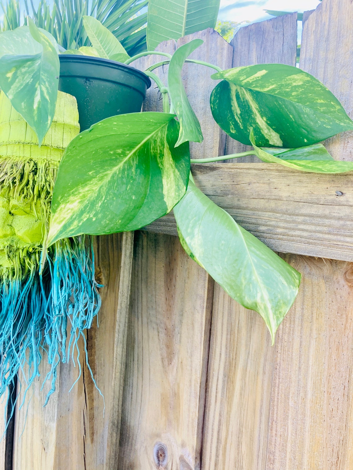 Giant golden pothos cuttings1 pound Etsy