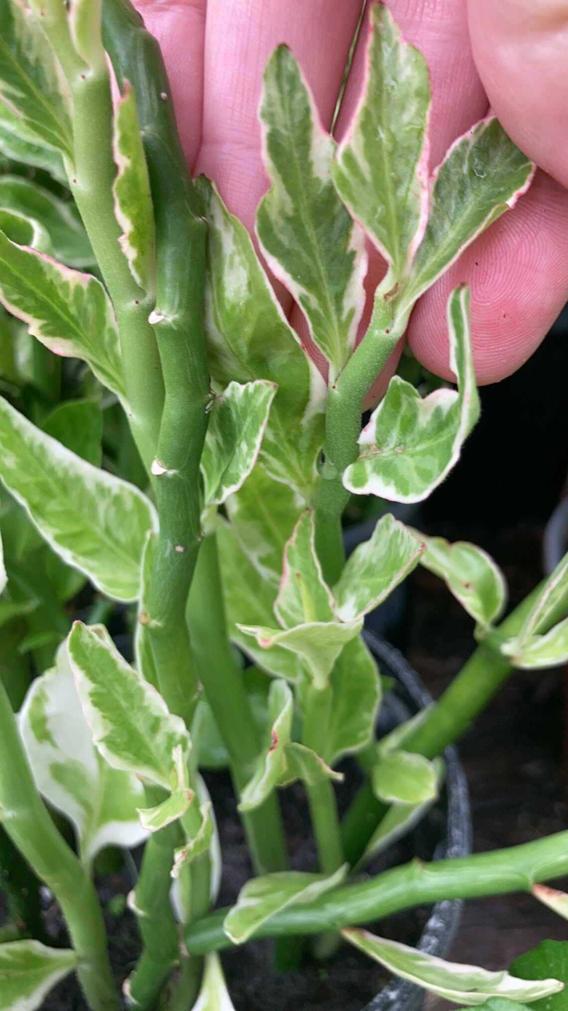 Variegated devils backbone succulent zig zag plant 1/2