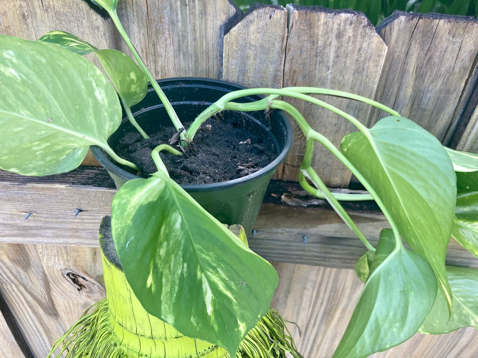 Giant golden pothos cuttings1 pound Etsy