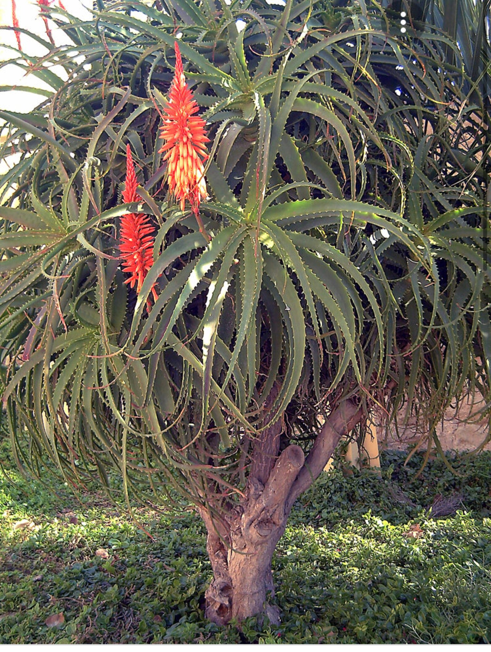 Candelabra Aloe Plantrooted Cuttings About 12 Inches Tall Etsy