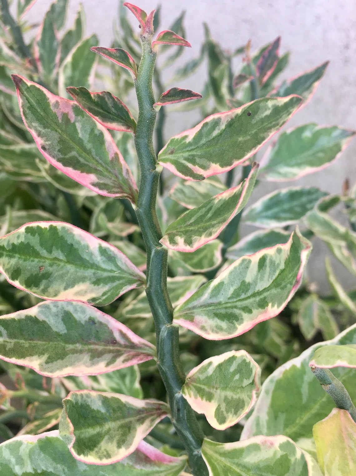 Variegated devils backbone succulent zig zag plant Etsy