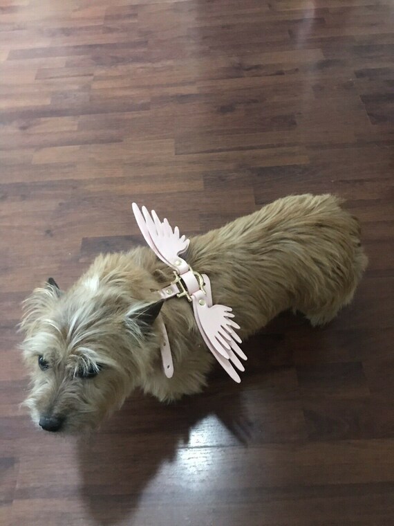 dog harness with wings