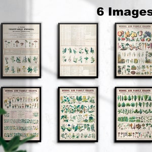 Vintage School BOTANICAL Chart set, Vintage Botanical Wall Art Print Posters | Farmhouse Boho Unique Decor set of 6  INSTANT DOWNLOAD