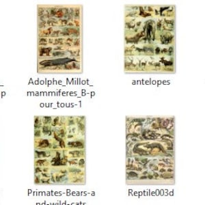 May include: A collection of vintage illustrations featuring various animals, including antelopes, domestic animals, and reptiles. The illustrations are in a detailed, hand-drawn style with a vintage aesthetic.