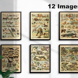 12 carteles de animales de Adolphe Millot : Mamíferos, reptiles, animales domésticos, grabados de arte francés vintage, descarga instantánea, licencia gratuita