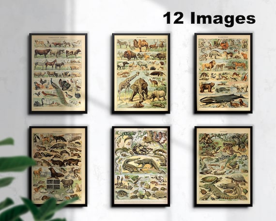 12 Animal Posters of Adolphe Millot : Mammals, Reptiles,Domestic Animals, Vintage French Art Prints, Instant download, Free Licence