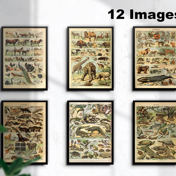 12 Animal Posters of Adolphe Millot : Mammals, Reptiles,Domestic Animals, Vintage French Art Prints, Instant download, Free Licence