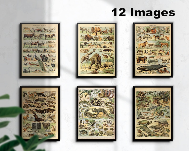 May include: Twelve vintage illustrations of various animals, including mammals, birds, reptiles, and amphibians. Each illustration is framed in black and set against a white background. The illustrations are in a detailed, realistic style and feature a variety of colors.
