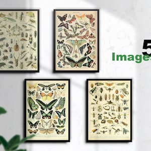 Vintage Schmetterlinge und Insekten Print 5er Set, Schmetterling Wandkunst, Insekten Geschenk Idee, Schmetterlinge Wandkunst-Insekten print, INSTANT DOWNLOAD
