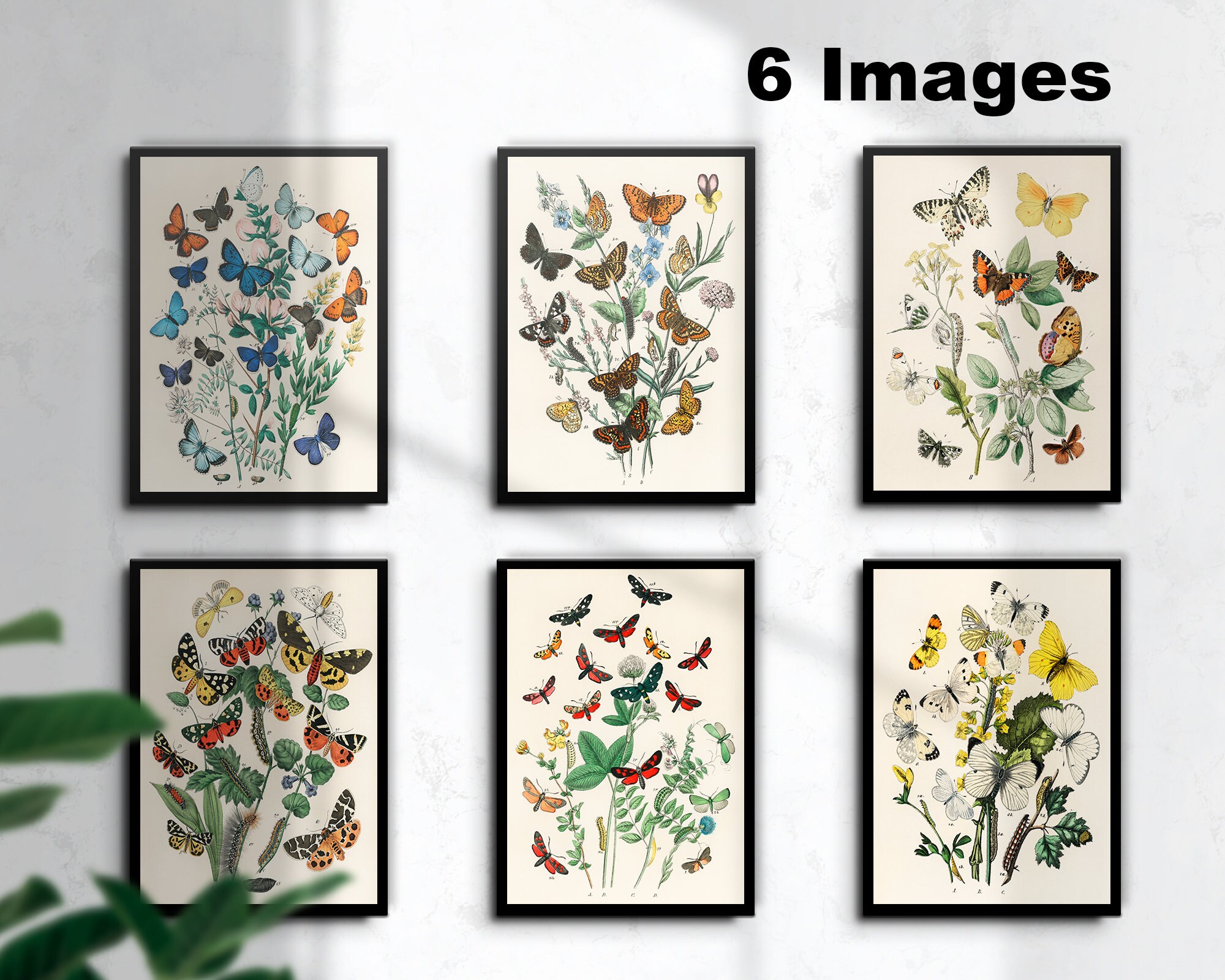 Vintage Butterfly Print Set of 6, Butterfly Wall Art, Butterfly Gift ...