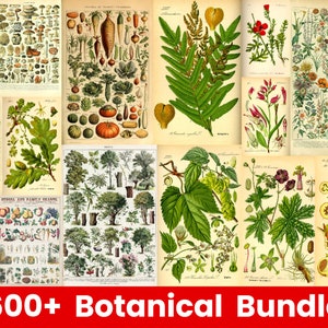 300 Vintage Botanical wall collage kit -botanical wall collage kit -cottagecore posters -wall collage kit aesthetic - room decor aesthetic