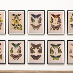 Vintage Butterfly Print Set of 10, Butterfly Wall art, Butterfly Gift Idea, Butterfly Insect Home Decor, Butterflies- INSTANT DOWNLOAD
