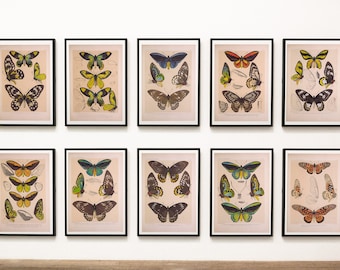 Vintage Butterfly Print Set of 10, Butterfly Wall art, Butterfly Gift Idea, Butterfly Insect Home Decor, Butterflies- INSTANT DOWNLOAD