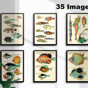 35 Visserij prints, Vintage Vissen Poster, Rassen van Vis Grafiek, Vintage Fish Posters, INSTANT DOWNLOAD, Gratis Commerciële Licentie