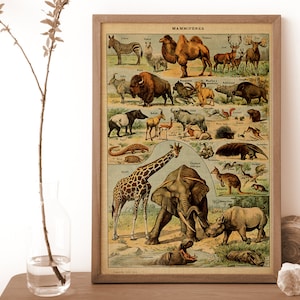 May include: Vintage educational chart featuring a colorful illustration of various mammals, including a giraffe, elephant, kangaroo, and rhinoceros. The chart is titled "Mammif&egrave;res" and includes the scientific names of each animal.