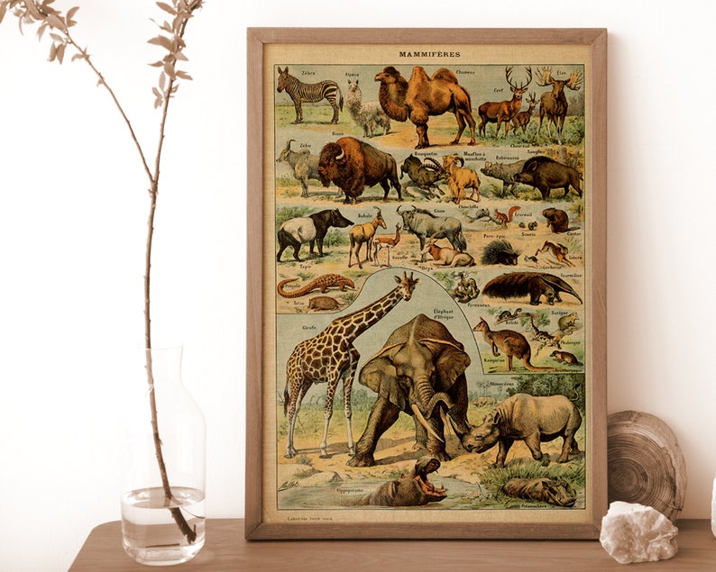 May include: Vintage educational chart featuring a colorful illustration of various mammals, including a giraffe, elephant, kangaroo, and rhinoceros. The chart is titled "Mammif&egrave;res" and includes the scientific names of each animal.