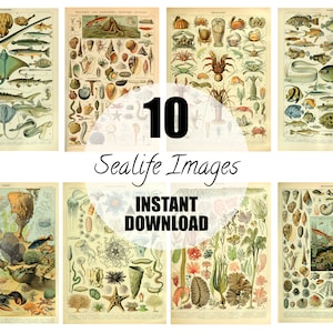 10 Ozean und Fische Poster von Adolphe Millot, Wandbehang, Kunstwerk, Sofort Download, Set von drei INSTANT DOWNLOAD, Kostenlose kommerzielle Lizenz